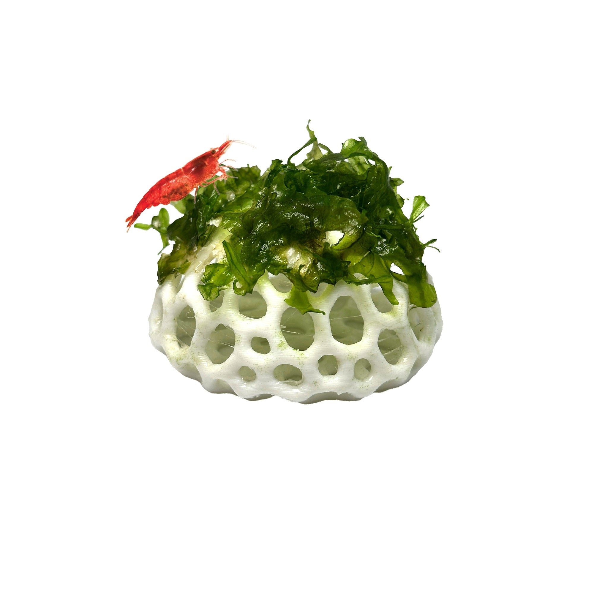 Lush Dome - Live Aquarium Plant Dome | Subwassertang Shrimp Hide - Wild Pet Supply