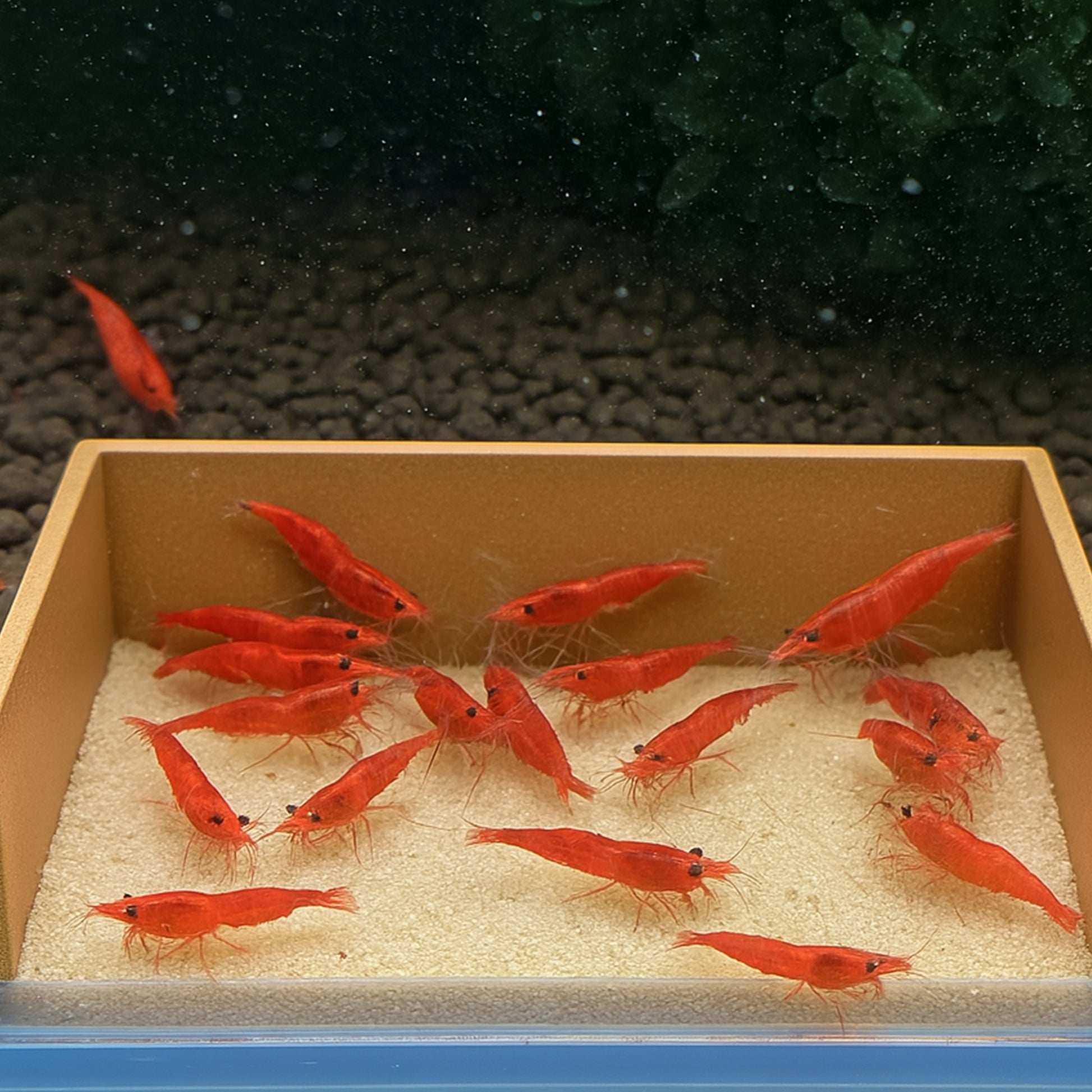 Feeding Cove Barrier – Substrate Retention Wall