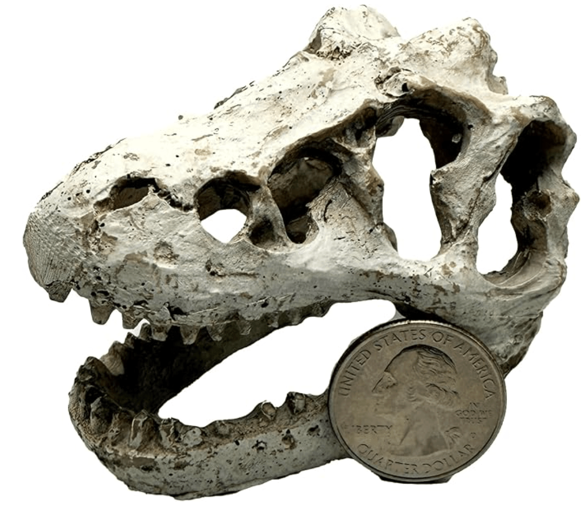 Mini T-Rex Skull - Wild Pet Supply