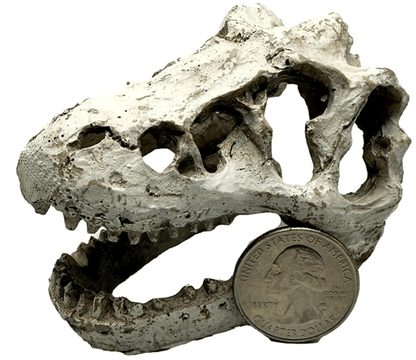 Mini T-Rex Skull - Wild Pet Supply