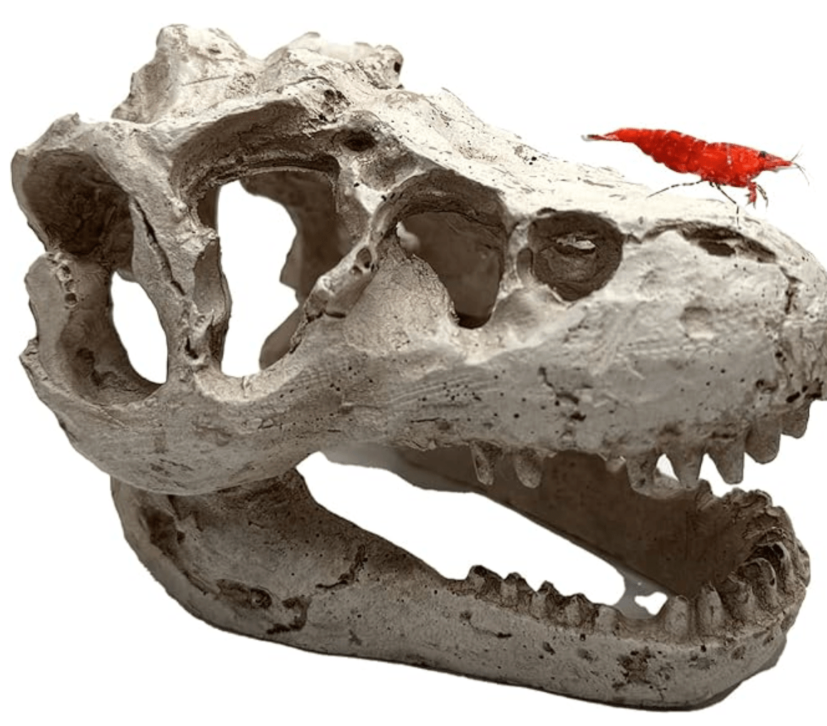 Mini T-Rex Skull - Wild Pet Supply