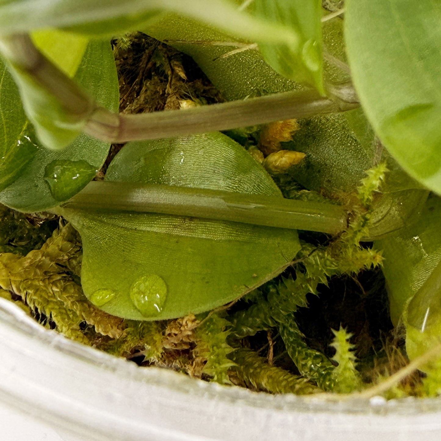 Live Terrarium Plant Cup – Tropical Mix