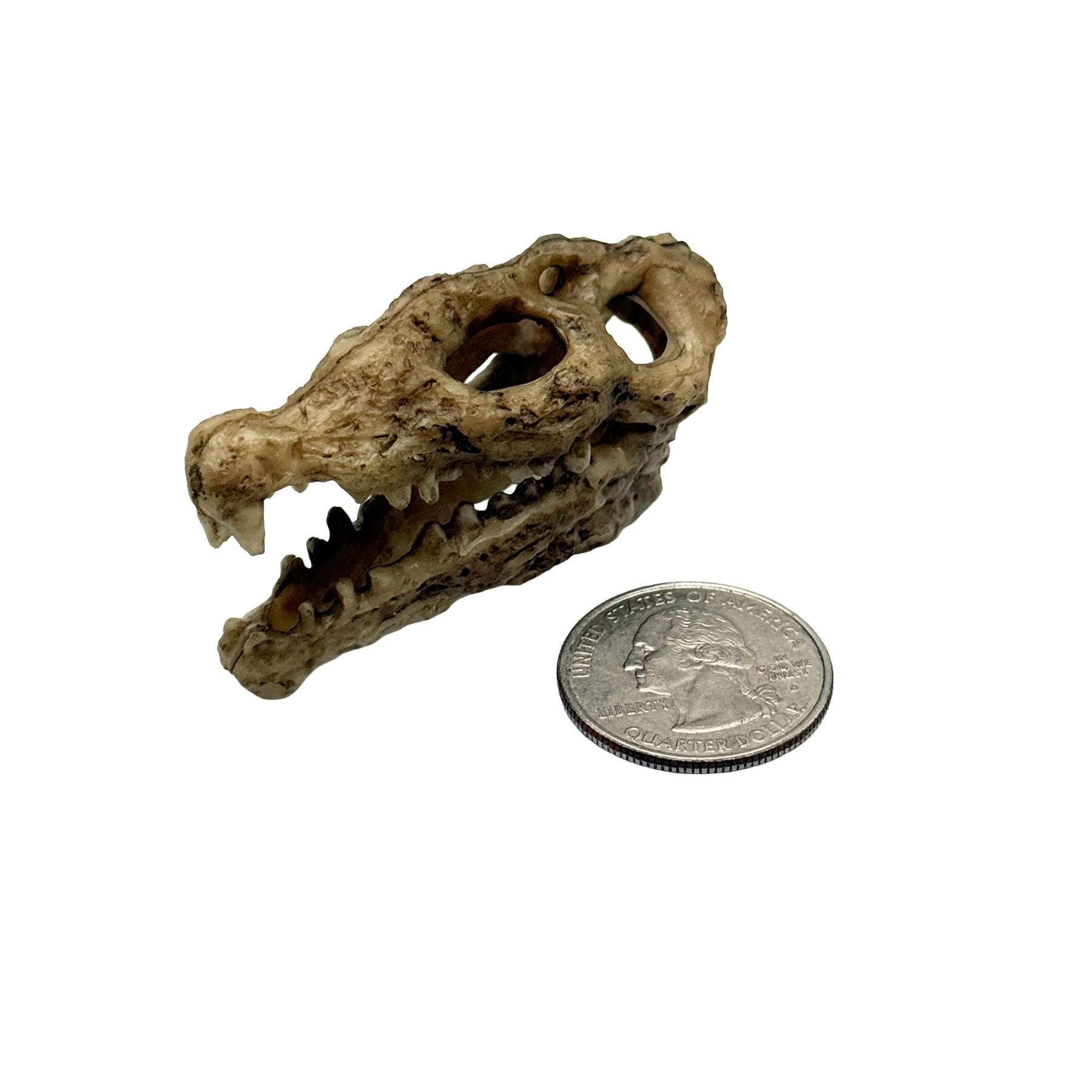 Nano Crocodile Skull – Mini Aquarium & Terrarium Hide for Dart Frogs, Shrimp, and Nano Fish - Wild Pet Supply
