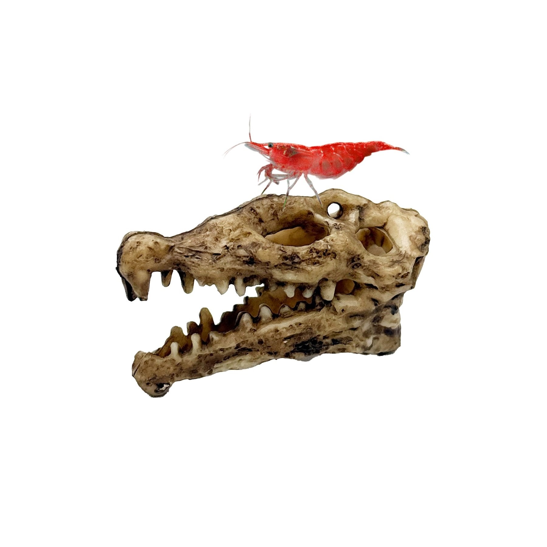 Nano Crocodile Skull – Mini Aquarium & Terrarium Hide for Dart Frogs, Shrimp, and Nano Fish - Wild Pet Supply