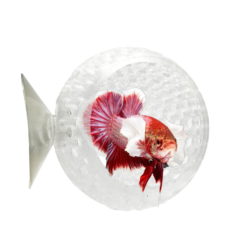 Betta Bulb natural suction cup betta hide