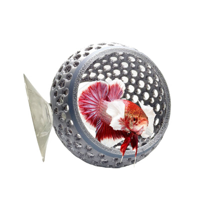 Natural Bulb Bulb – Suction Cup Betta Hide - Wild Pet Supply