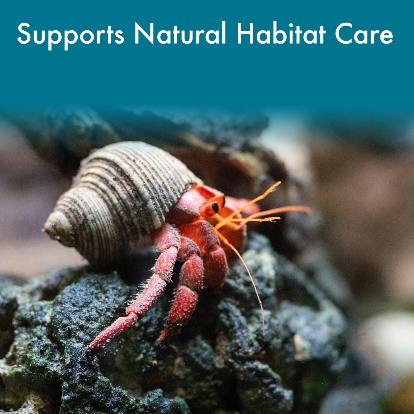 Hermit Crab Saltwater Soak Mix – Salty Spa