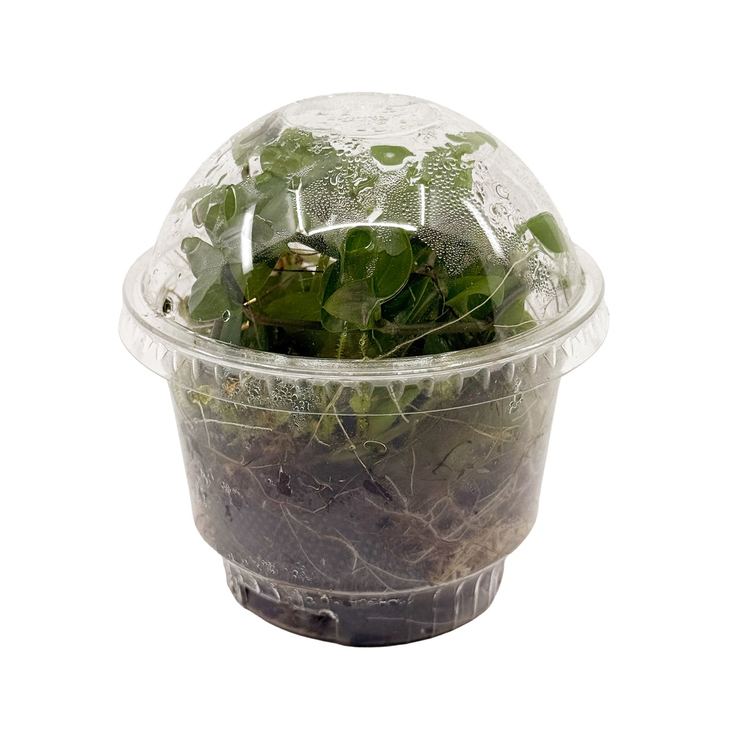 Live Terrarium Plant Cup – Tropical Mix