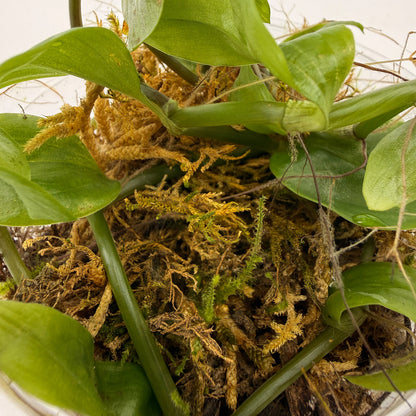 Live Terrarium Plant Cup – Tropical Mix