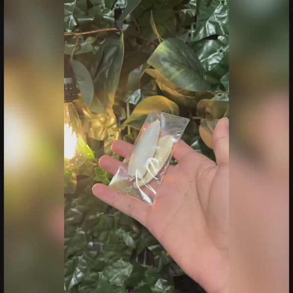 AQUARIUM & TERRARIUM Cuttlebone Calcium source - Betta Fish, Snail, Isopod calcium back