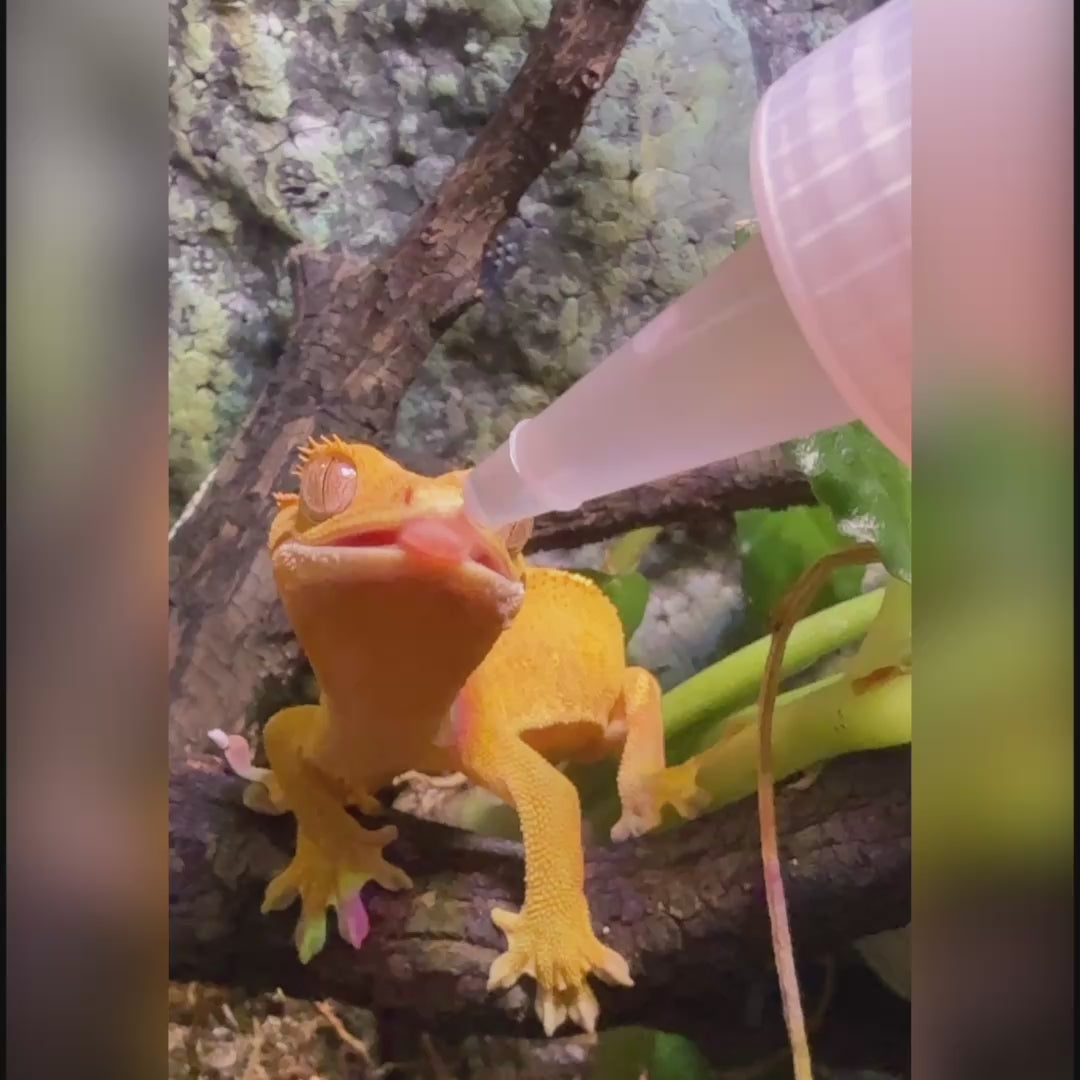 Gecko Nectar Treat – Liquid Fruit Drops