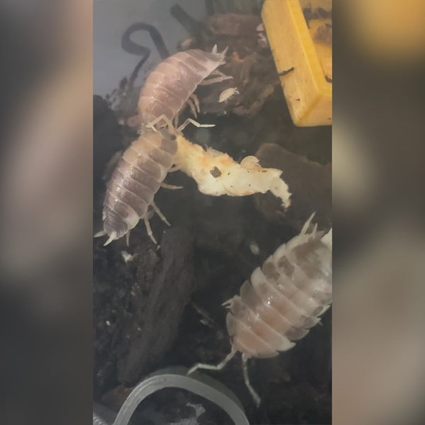 Isopod Freeze Dried Krill & Shrimp Snack | Isopod Food Treat