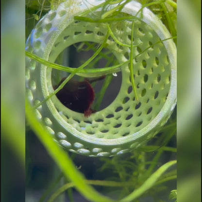 Original Betta Bulb Hide – Suction Cup Cave