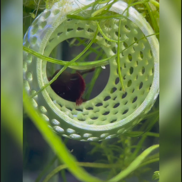 Betta Bulb Hide | Organic Betta Rest Fish Tank Ornament | CTWPets
