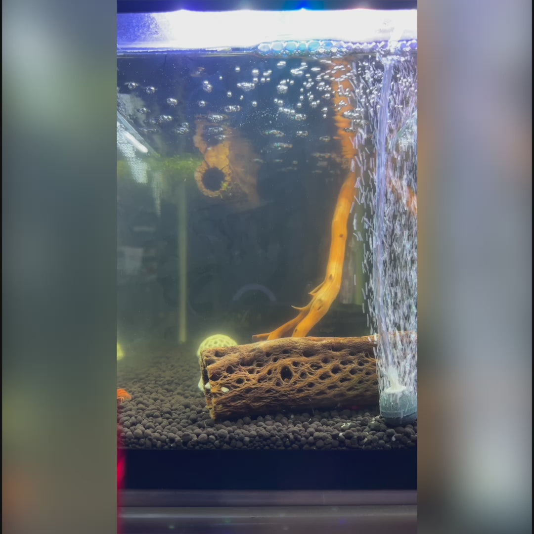 Snowflake Shrimp Pellets – Freshwater Food
