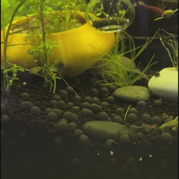 Glass Shrimp Feeding Bowl | Shrimp Food Bowl Holder