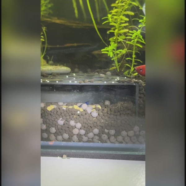 Shrimp Breeding Protector – Aquarium Tunnel Cave with Fish-Blocking Design for Shrimp Colonies