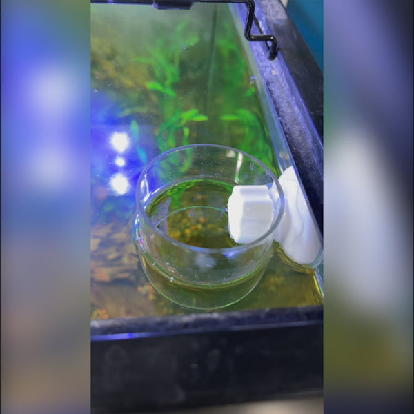 Aquarium Ring Feeder Suction Cup