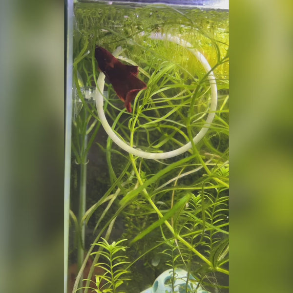 Betta Fish Training Rings (2 Pack) – Betta Exercise Loops with Suction Cups for Aquarium Enrichment & Decor
