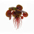 Red Root Floater - Live Floating Aquarium Plant (3-5 Stems in 3oz Cup)