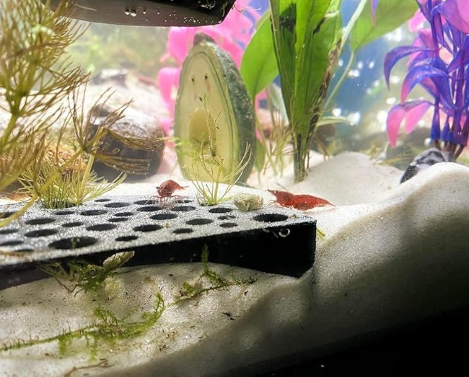 Shrimp Breeding Protector – Colony Cave - Wild Pet Supply