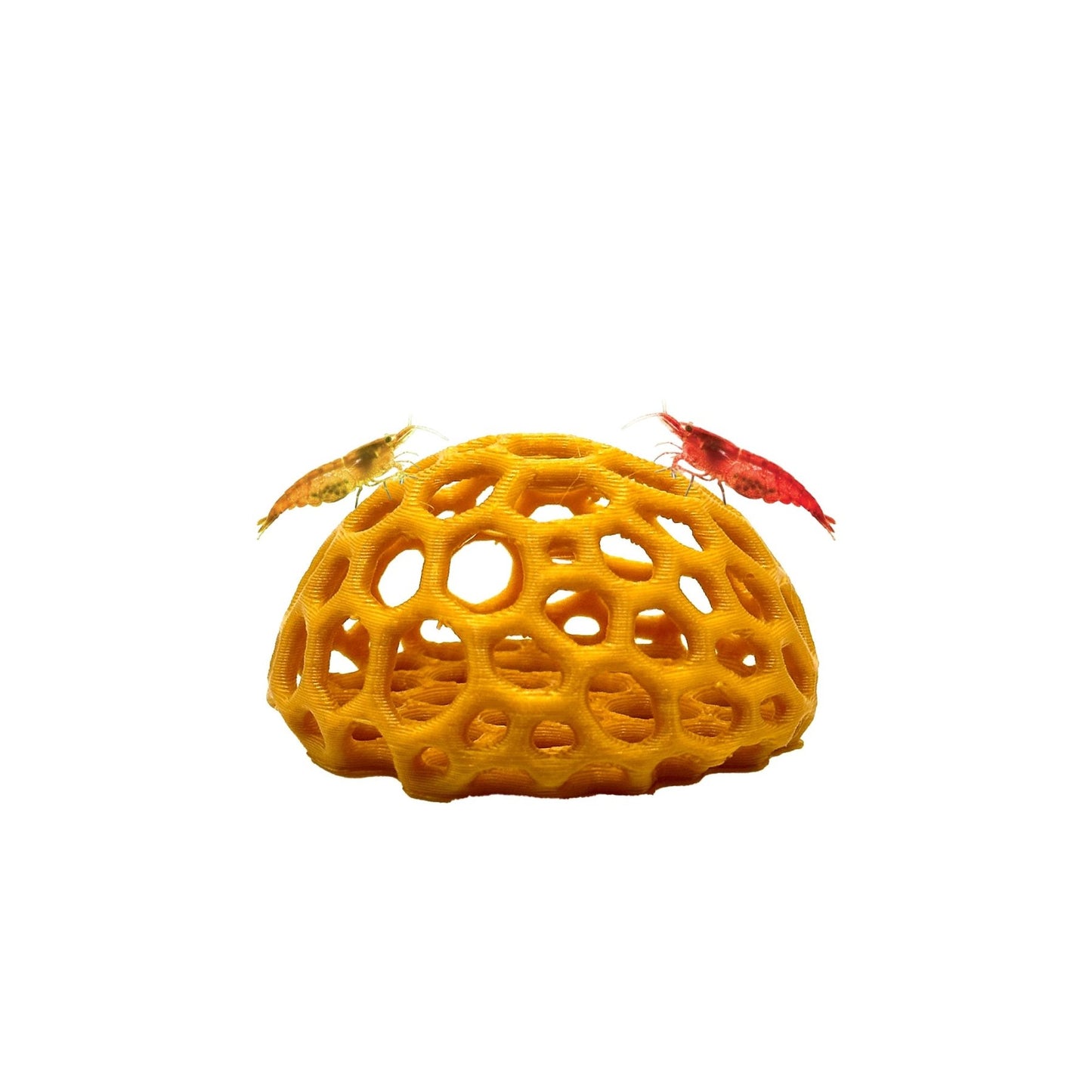 Shrimp Dome Hide – Natural Breeding Cave - Wild Pet Supply
