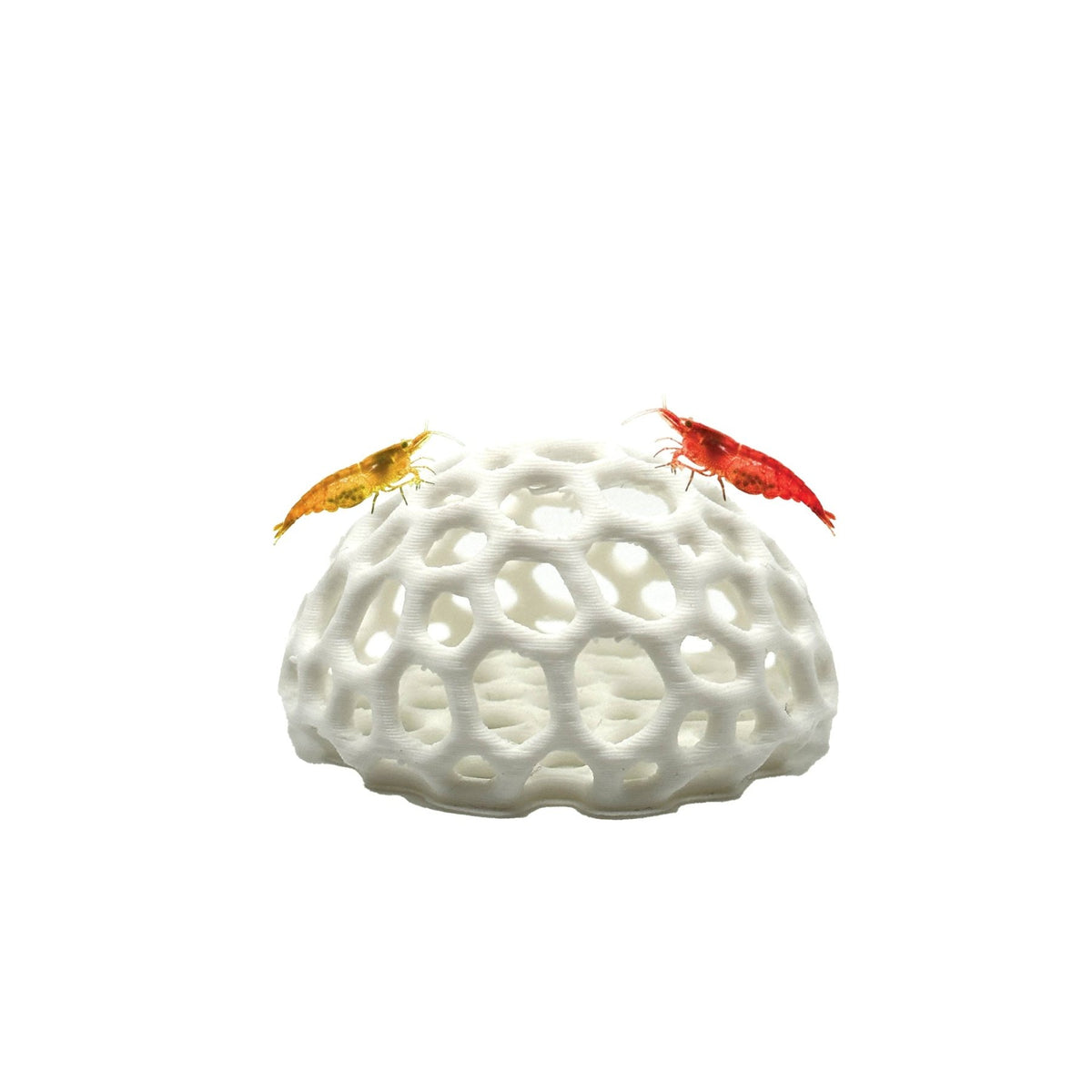 Shrimp Dome Hide – Natural Breeding Cave - Wild Pet Supply