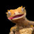 Crested Gecko