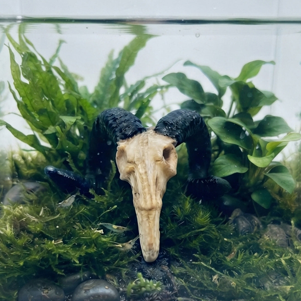 Horned Ram Skull – Nano Tank Decor
