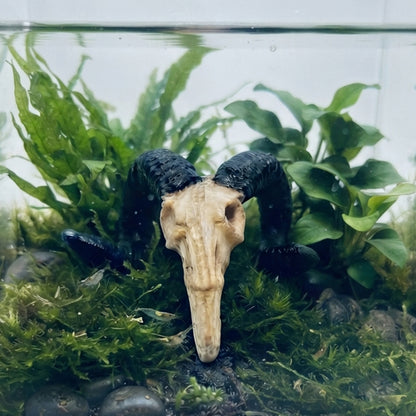 Horned Ram Skull – Nano Tank Decor