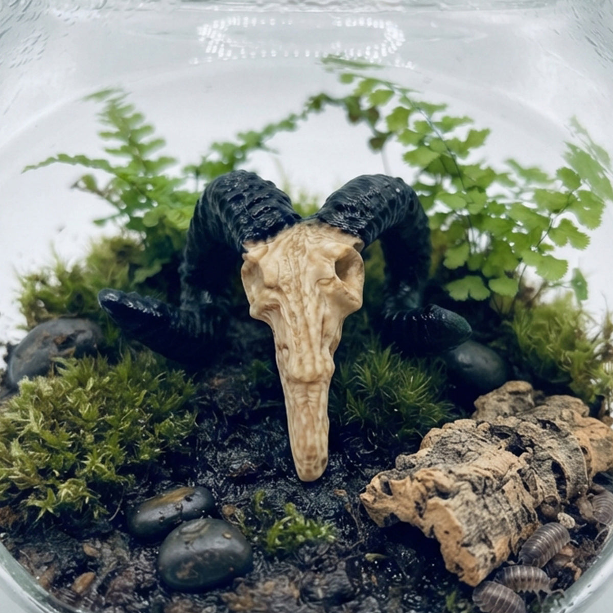 Horned Ram Skull – Nano Tank Decor