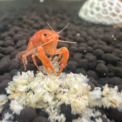 Snowflake Shrimp Pellets – Freshwater Food - Wild Pet Supply