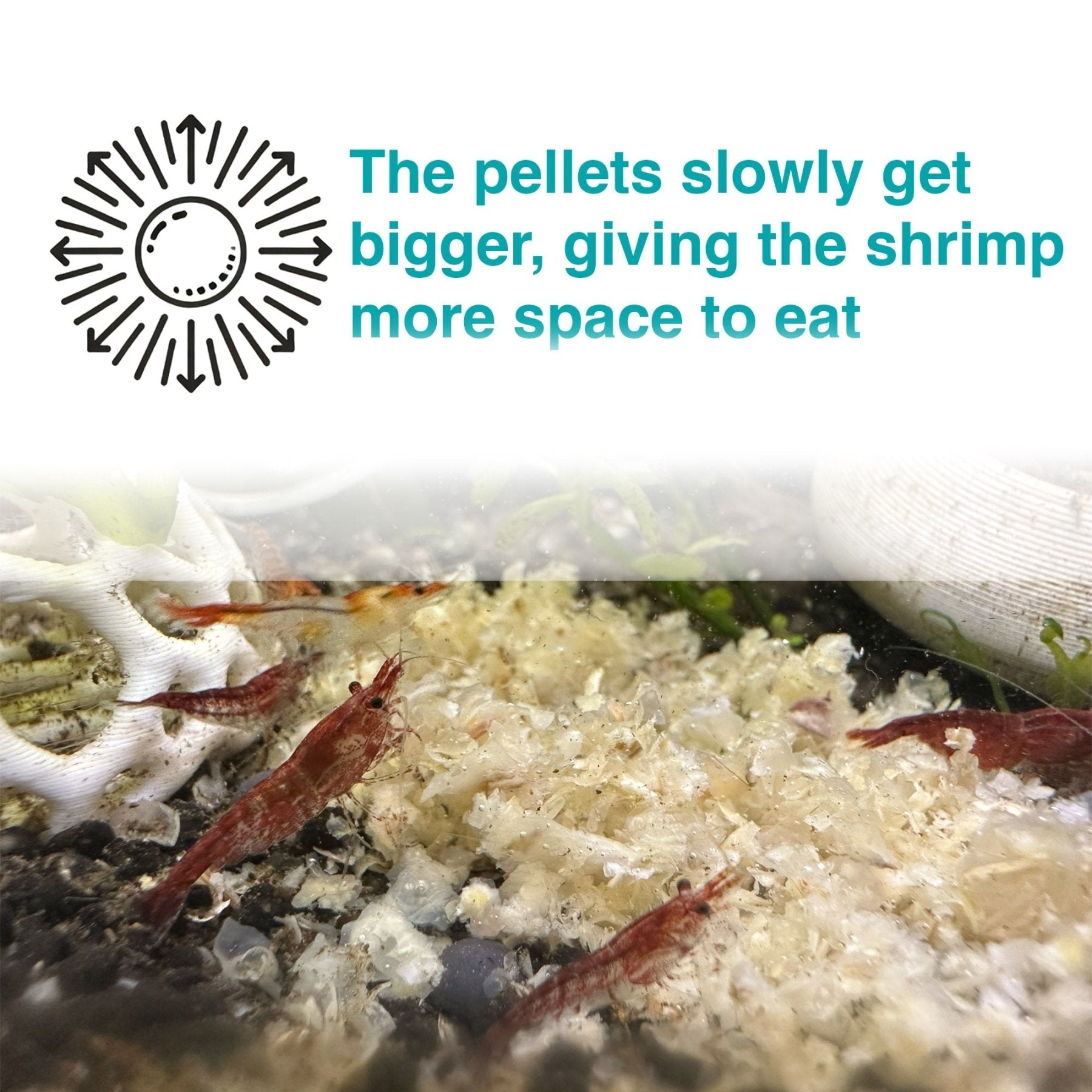 Snowflake Shrimp Pellets – Freshwater Food - Wild Pet Supply