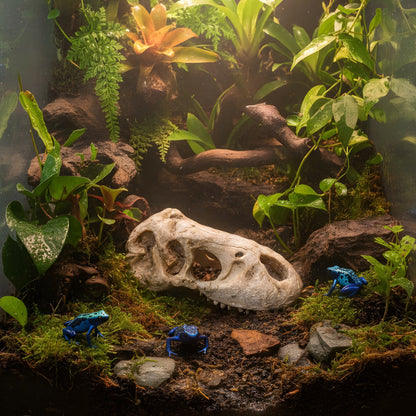 T-Rex Fossil Skull – Large Tank Decoration - Wild Pet Supply