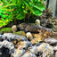 3 Pack Skull Terrarium Aquarium Decor - Wild Pet Supply