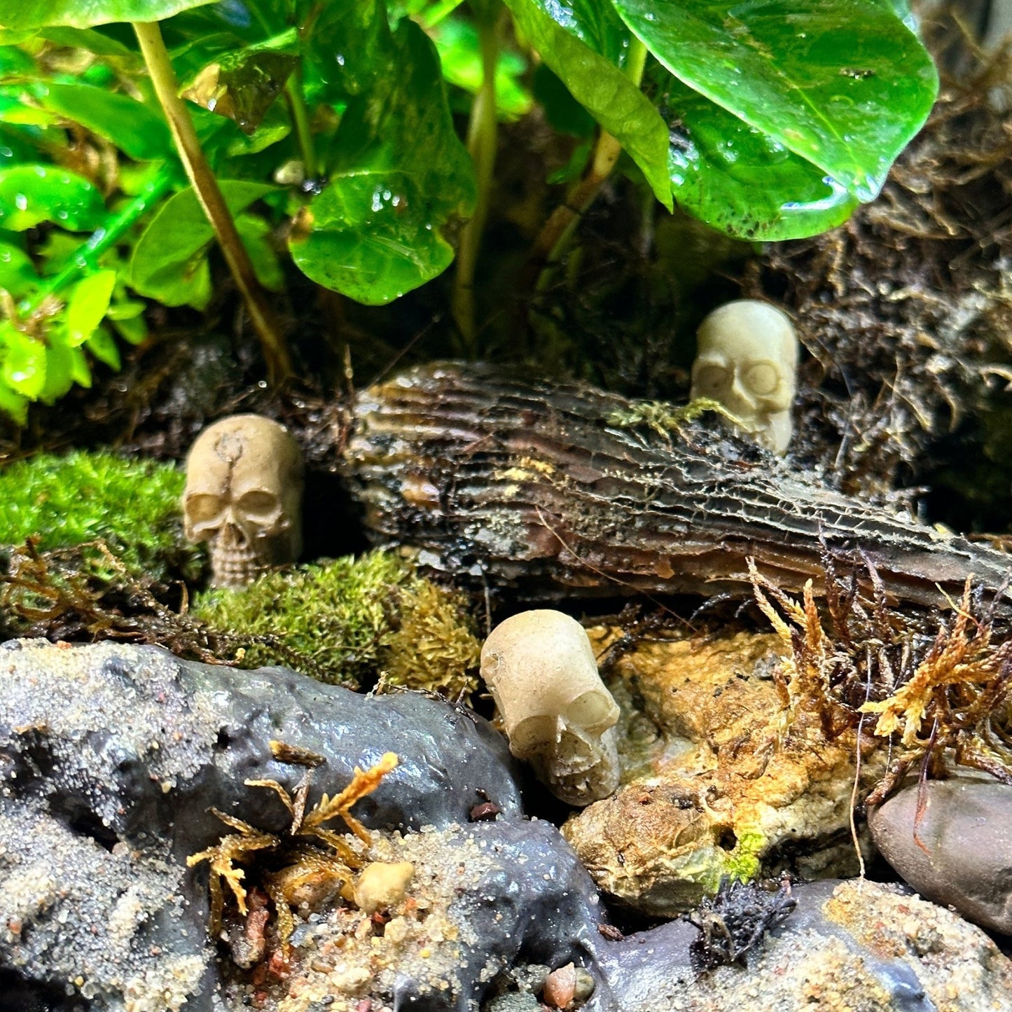 3 Pack Skull Terrarium Aquarium Decor - Wild Pet Supply