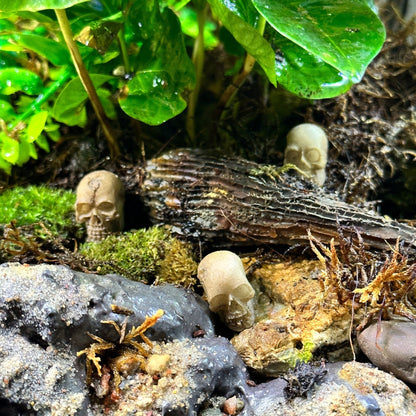 3 Pack Skull Terrarium Aquarium Decor - Wild Pet Supply