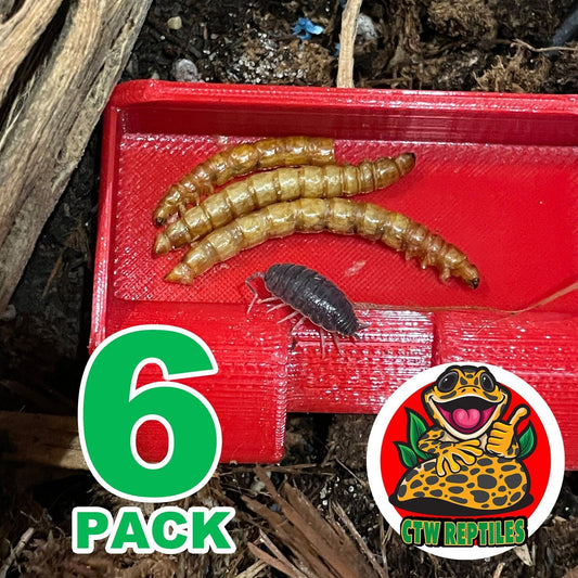 Insect Feeding Dish With Ramps 6 Pack - Isopod Millipede Crickets Roaches Feeding Dish/Tray - CTW Reptiles™