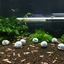 Shrimp Hiding Balls 3 Pack - Wild Pet Supply