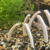 Aquarium Bone Decoration - Dinosaur Rib Bone Decor - Betta Fish Aquarium Decor - Wild Pet Supply