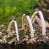 Aquarium Bone Decoration - Dinosaur Rib Bone Decor - Betta Fish Aquarium Decor - Wild Pet Supply
