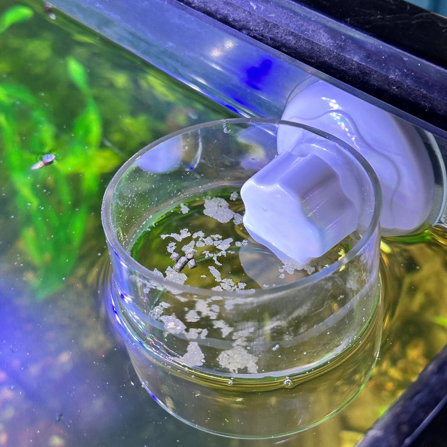Aquarium Ring Feeder Suction Cup - Wild Pet Supply