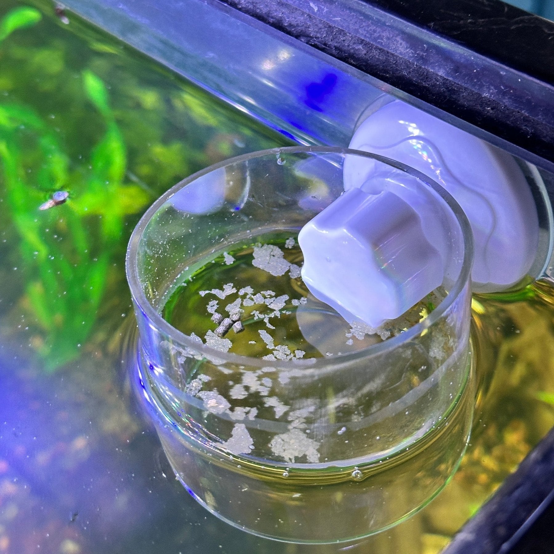 Aquarium Ring Feeder Suction Cup - Wild Pet Supply
