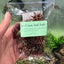 Aquarium Star Seed Pod Decor - Natural Tannins - Fish Tank Betta Fish - Wild Pet Supply