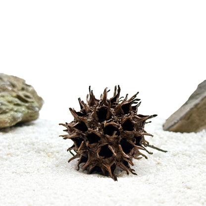 Aquarium Star Seed Pod Decor - Natural Tannins - Fish Tank Betta Fish - Wild Pet Supply