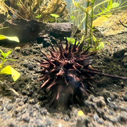 Aquarium Star Seed Pod Decor - Natural Tannins - Fish Tank Betta Fish - Wild Pet Supply