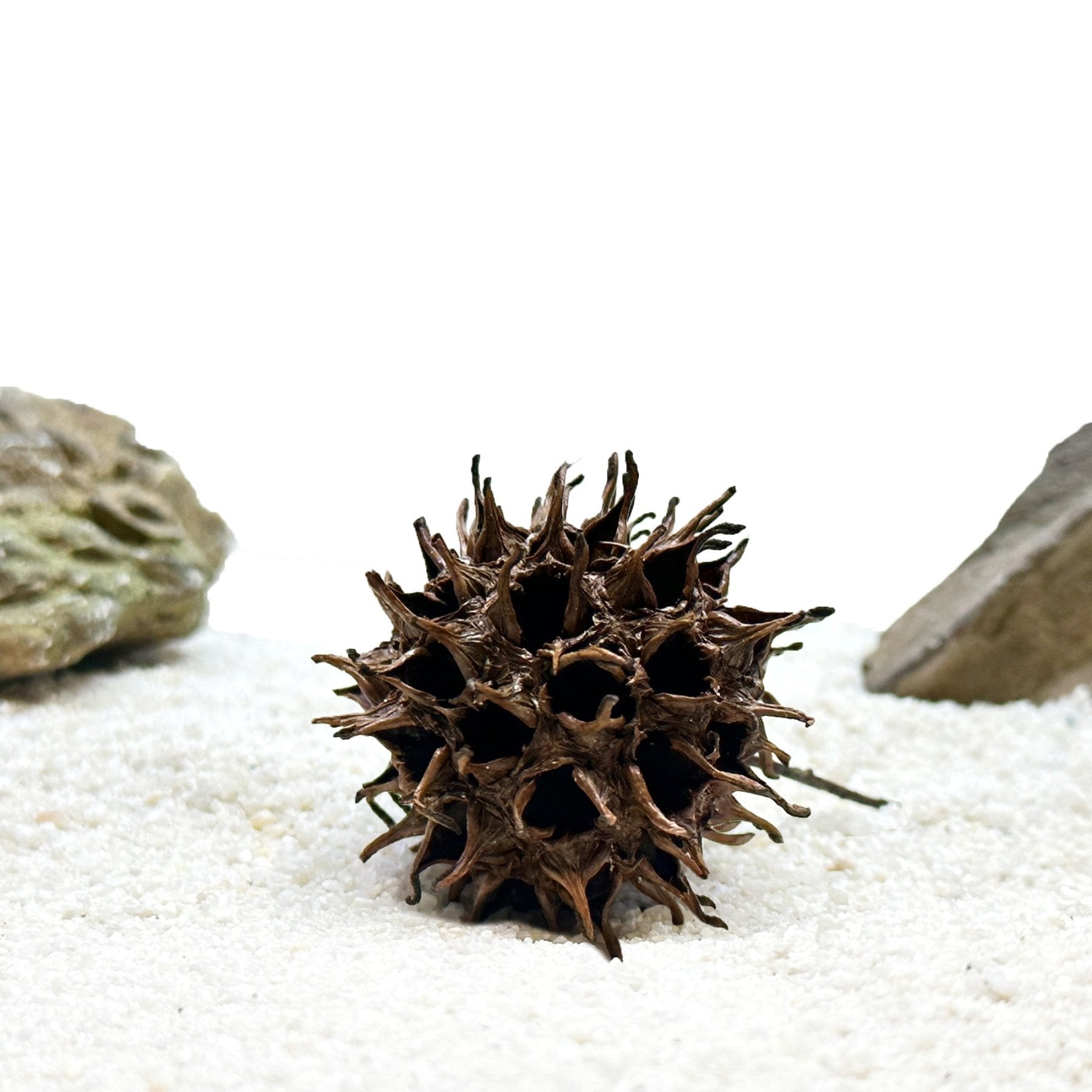 Aquarium Star Seed Pod Decor - Natural Tannins - Fish Tank Betta Fish - Wild Pet Supply
