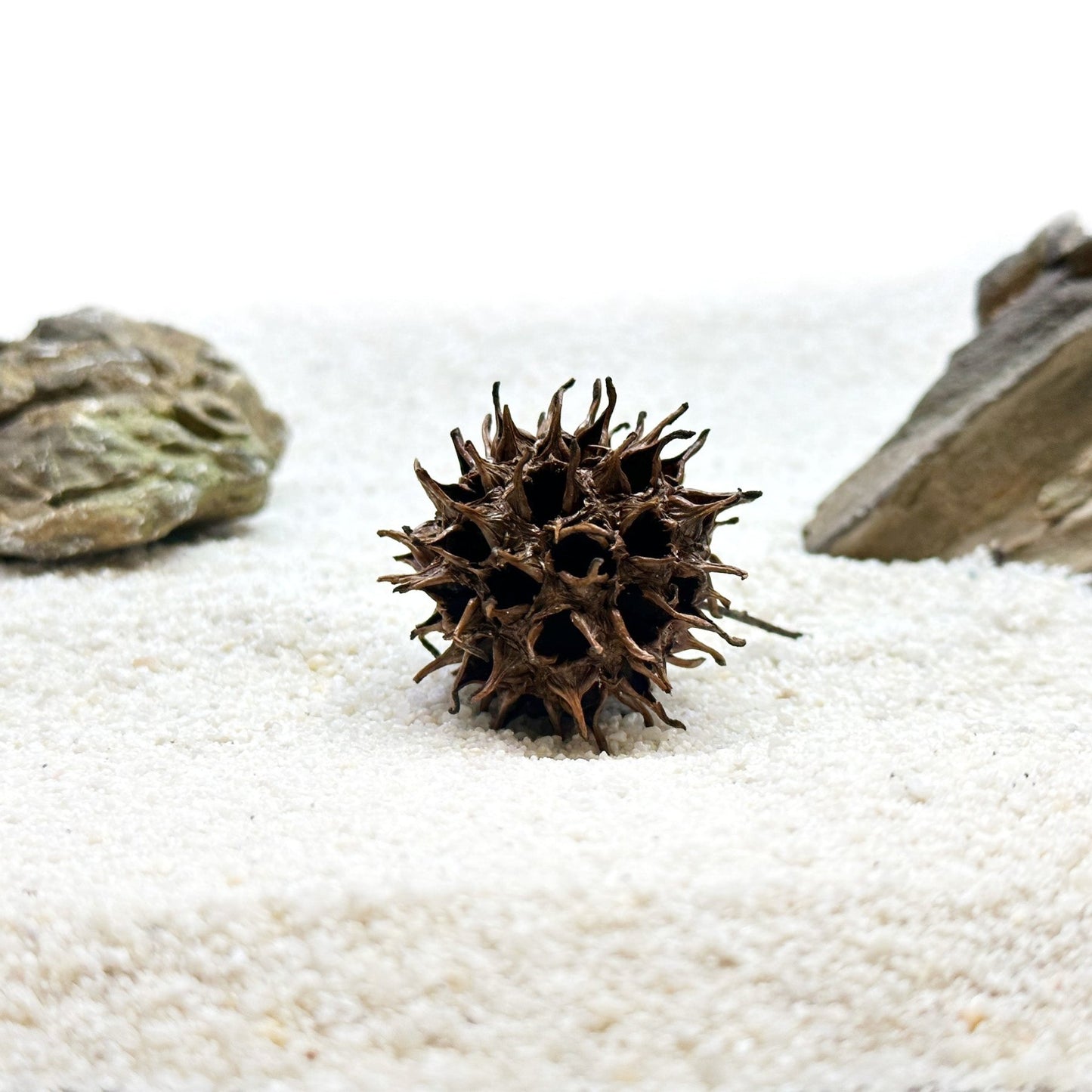 Aquarium Star Seed Pod Decor - Natural Tannins - Fish Tank Betta Fish - Wild Pet Supply
