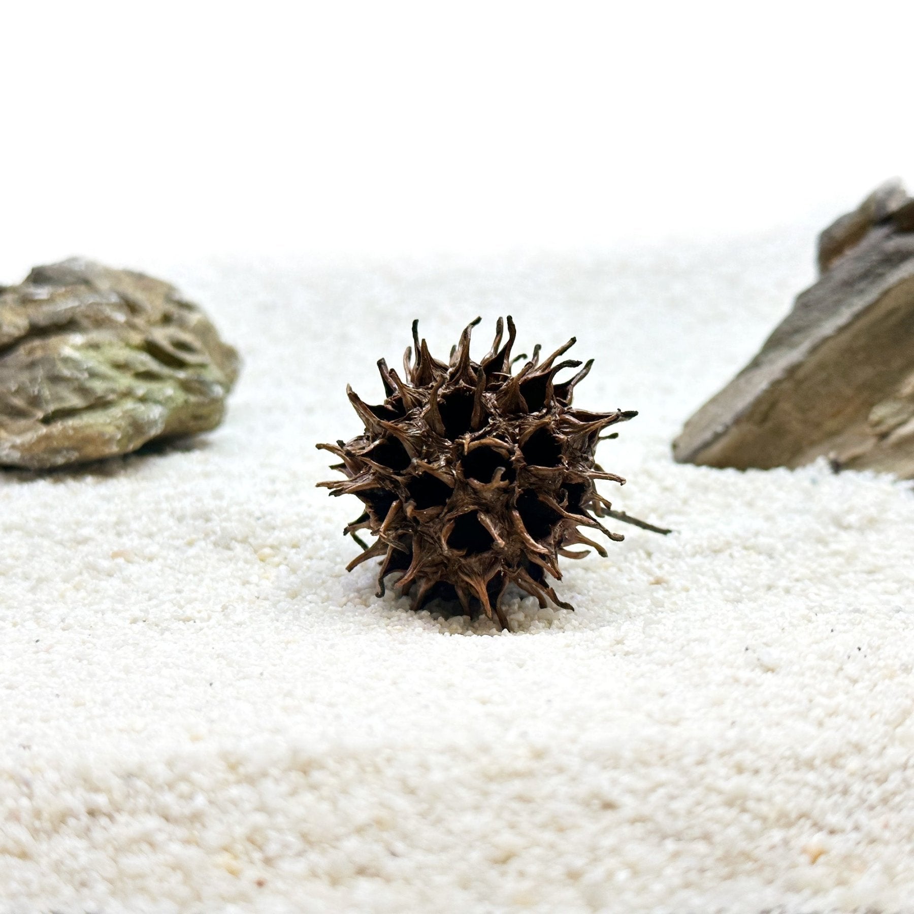Aquarium Star Seed Pod Decor - Natural Tannins - Fish Tank Betta Fish - Wild Pet Supply