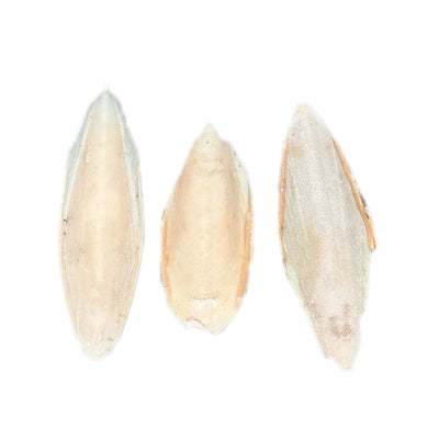 AQUARIUM & TERRARIUM Cuttlebone Calcium source - Betta Fish, Snail, Isopod calcium back - Wild Pet Supply